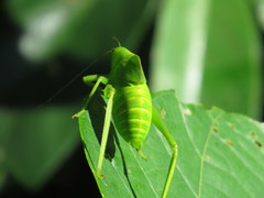 Paracaedicia serrata