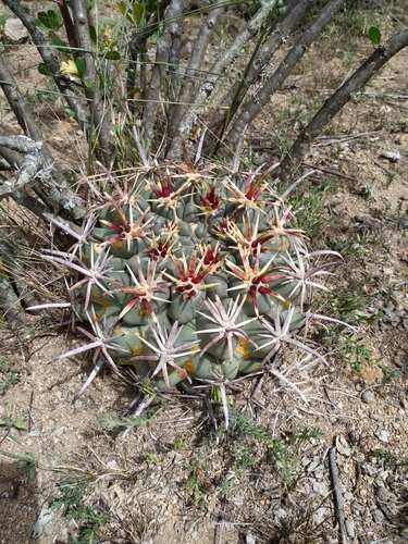 Glandulicactus crassihamatus