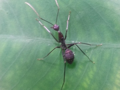 Camponotus angusticollis