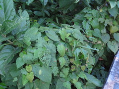 Lepistemon urceolatus