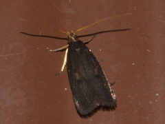 Lecithocera terrigena