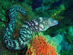 Kidako Moray photo 3