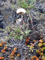 Tephroseris lindstroemii