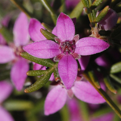 Boronia ledifolia