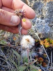 Tephroseris lindstroemii