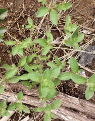 Trichostema oblongum