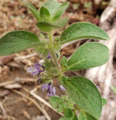 Trichostema oblongum