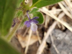 Trichostema oblongum