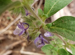 Trichostema oblongum
