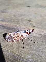 Phrictus moebiusi