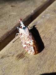 Phrictus moebiusi