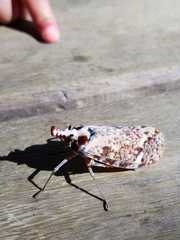 Phrictus moebiusi