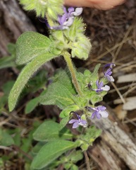 Trichostema oblongum