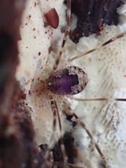 Leptobunus parvulus