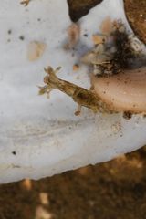 Thecacera