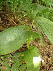 Veratrum viride eschscholtzianum