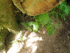 Veratrum viride eschscholtzianum