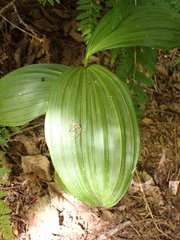 Veratrum viride eschscholtzianum