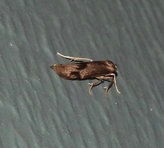 Graphosia stenopepla