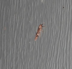 Graphosia stenopepla