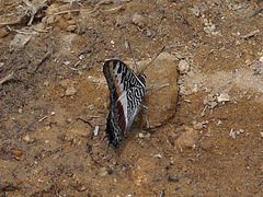 Charaxes castor