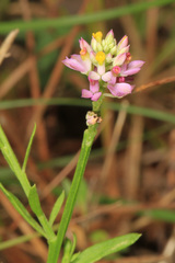 Polygala mariana