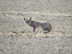 Vulpes vulpes pusilla