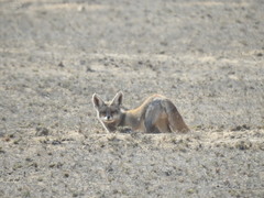Vulpes vulpes pusilla