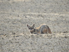 Vulpes vulpes pusilla