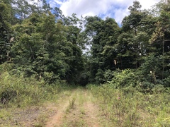 Camarochiloides weiweii