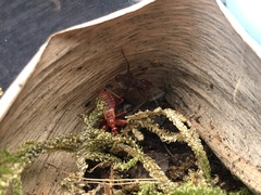 Camarochiloides weiweii