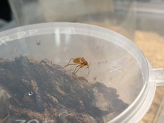 Camarochiloides weiweii