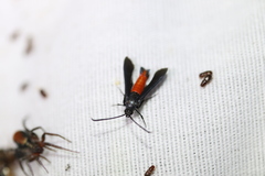 Synanthedon geliformis