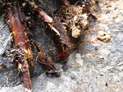 Camarochiloides weiweii