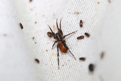 Castianeira floridana