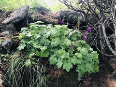 Primula matthioli altaica