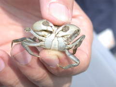 Hemigrapsus penicillatus