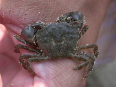 Gaetice depressus