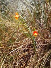 Bomarea linifolia