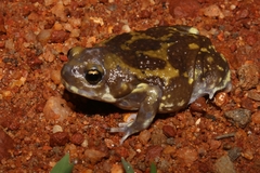 Uperodon systoma
