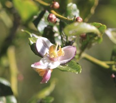 Citrus australasica
