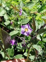 Solanum demissum