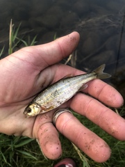 Richardsonius balteatus