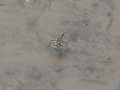 Ellipsoptera cuprascens