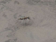 Ellipsoptera cuprascens