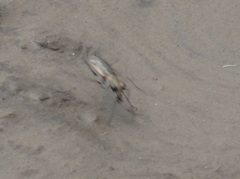 Ellipsoptera cuprascens