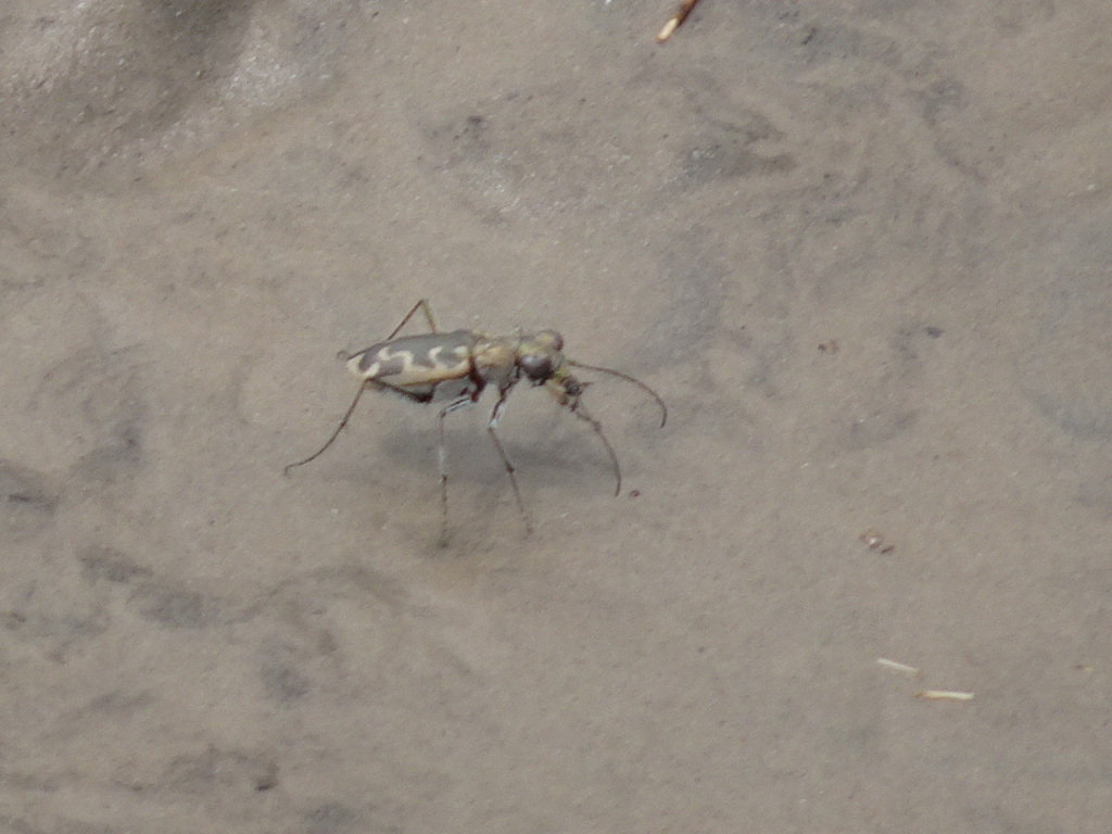 Coppery Tiger Beetle