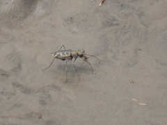 Ellipsoptera cuprascens