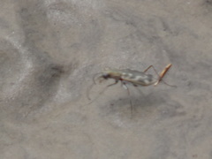 Ellipsoptera cuprascens