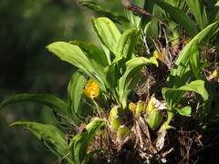 Lycaste cruenta